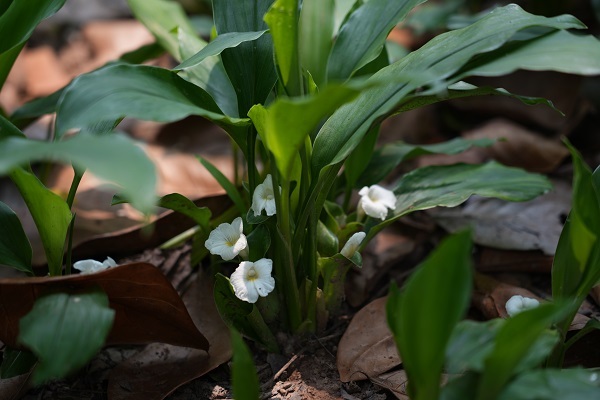 Researchers Identify New Anti-Obesity Compounds from Stahlianthus involucratus
