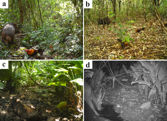 Wild Boar Abundance Linked to Crop Damage and Higher Vertebrate Richness